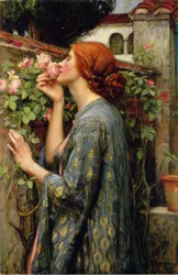 Die Seele der Rose